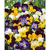 MELANGE DE 15 VIOLAS CORNUTA en mlange de coloris.