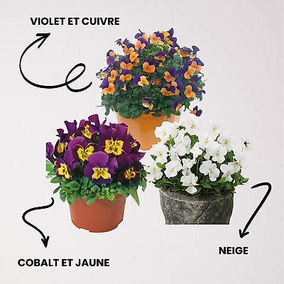 OFFRE SPECIALE 9 VIOLAS SORBET