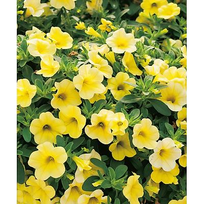 CALIBRACHOA JAUNE - 3 GODETS 