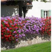 GERANIUM CASCADE LIERRE - ROSE 3 GODETS 