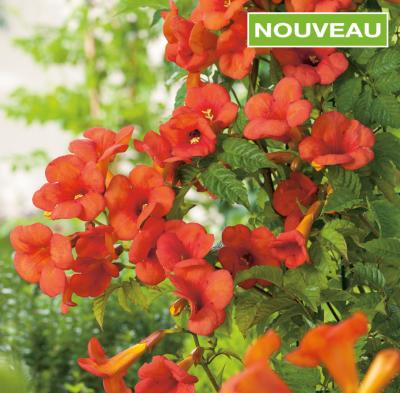 BIGNONE MADAME GALEN - LES 2 POTS
