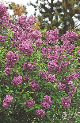 LILAS MICROPHYLLA RED PIXIE - LE GODET 