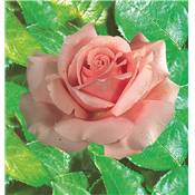 ROSIER BUISSON FREDERIC MISTRAL - LE ROSIER 