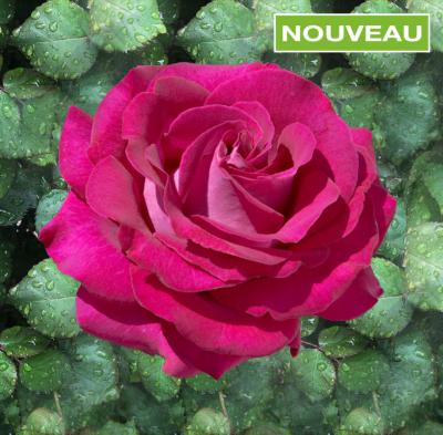 ROSIER BUISSON BELLE RIVE ® - LE ROSIER