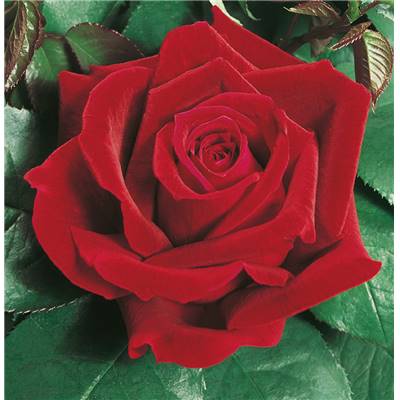 ROSIER BUISSON PAPA MEILLAND® MEICESAR - LE ROSIER