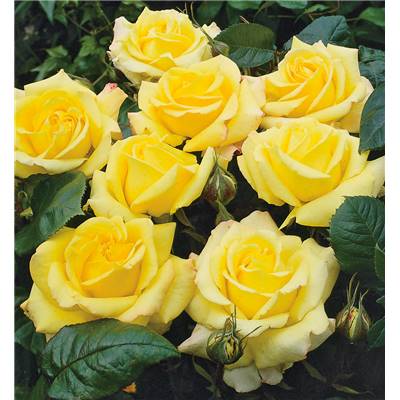 ROSIER POLYANTHA GARDEN PRINCESS - LE ROSIER