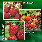 OFFRE SPECIALE FRAISIERS ANCIENS - 30 PLANTS