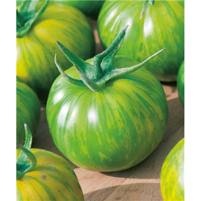 TOMATE VERTE GREEN ZEBRA - 25 SEMENCES