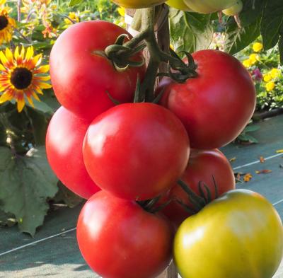 TOMATE PAOLINE HF1 - 10 SEMENCES