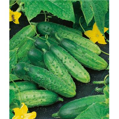 CORNICHON FIN DE MEAUX BIO - 4 G