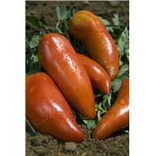 TOMATE ANDINE CORNUE BIO - 0.2 G