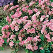 ROSIER THE FAIRY ROSE - LE ROSIER