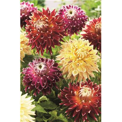 MÉLANGE DAHLIAS ATIKA
