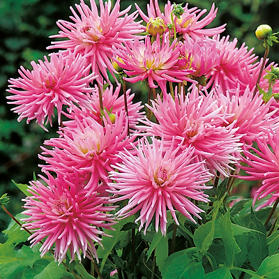 DAHLIA CACTUS PARK PRINCESS - 2 BULBES