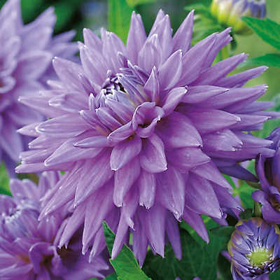 DAHLIA CACTUS WORTON BLUE - 1 BULBE