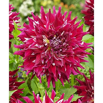 DAHLIA DECO MYTH - 1 BULBE