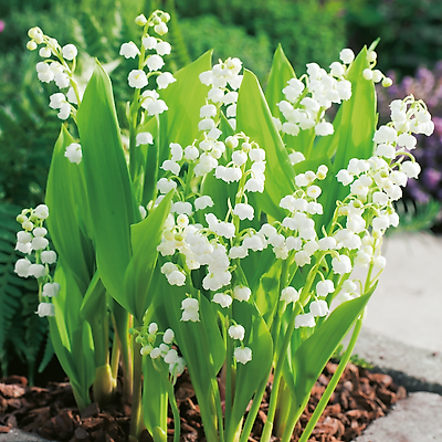 MUGUET - 10 RHIZOMES