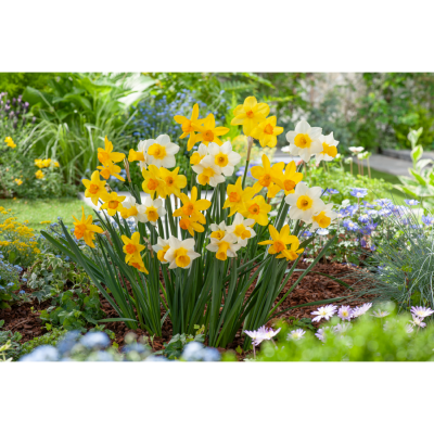 Mélange Narcisses parfumés - 30 BULBES