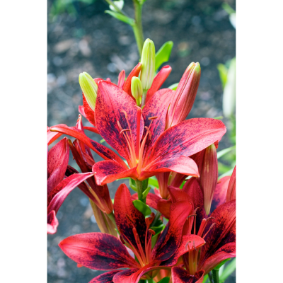 LYS PURPLE DREAM - 2 BULBES