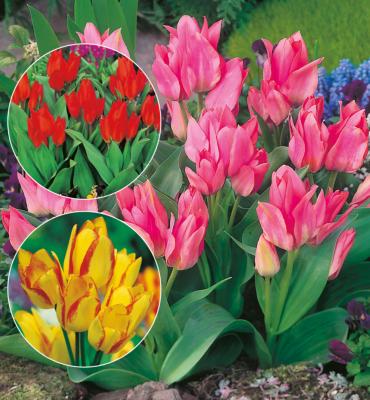 30 Tulipes Botaniques et Plurilores