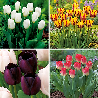 OFFRE SPECIALE 40 TULIPES
