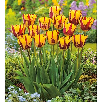 TULIPE HELMAR - 10 BULBES