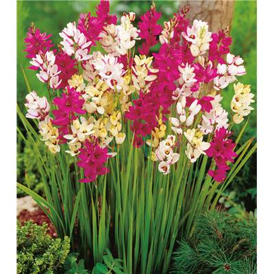 IXIA MELANGE - 15 BULBES + 5 OFFERTS