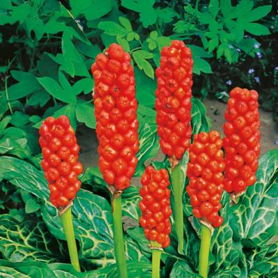 ARUM ITALICUM - 3 BULBES