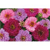 ZINNIA ART DECO - 1 G