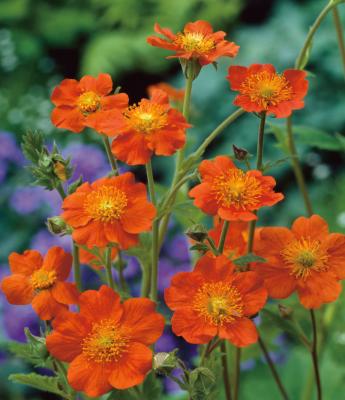 SAPONAIRE OCYMOIDES - LOT DE 3 GODETS