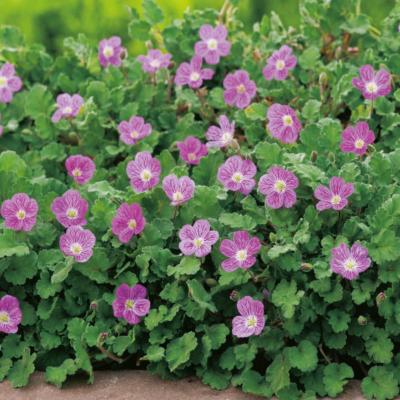 ERODIUM VARIABILE -  3 GODETS