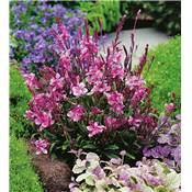 GAURA SISKIYOU PINK - 3 GODETS