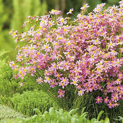 COREOPSIS ROS AMER DREAM -  3 GODETS