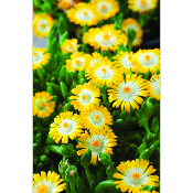 DELOSPERMA JEWEL OF DESERT - 3 GODETS