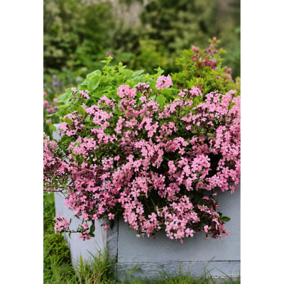 SAPONAIRE OCYMOIDES - LOT DE 3 GODETS