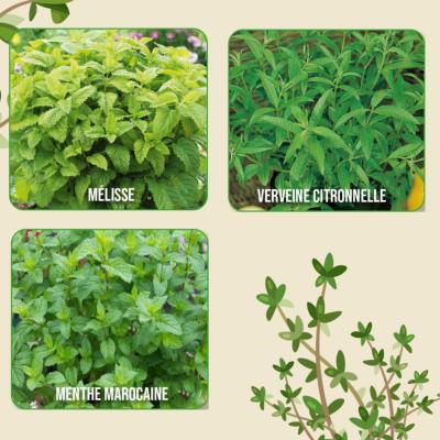 OFFRE AROMATIQUES - 6 GODETS