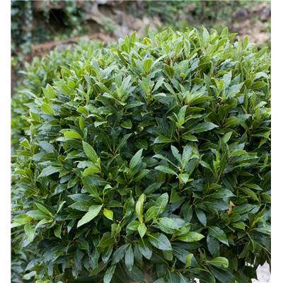 LAURIER SAUCE - LOT DE 2 PLANTES