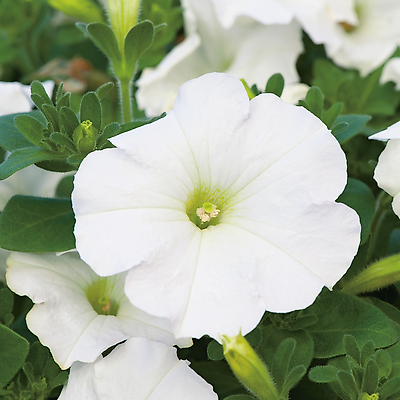 PETUNIA CASCADE BLANC - 3 GODETS PLANTE ANNUELLE