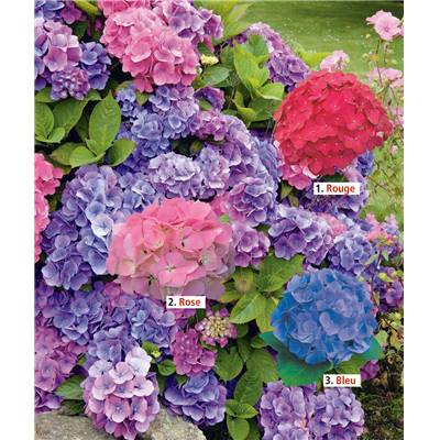 OFFRE SPECIALE HORTENSIAS - 3 GODETS
