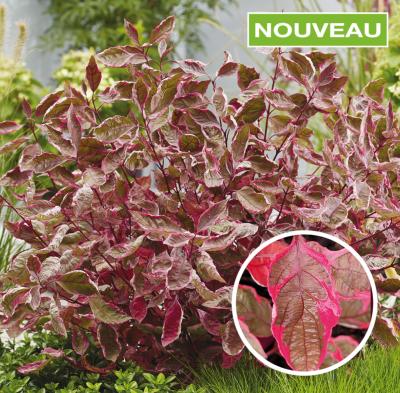 CORNUS ALBA MIRACLE® VERPAALEN2 - LE GODET