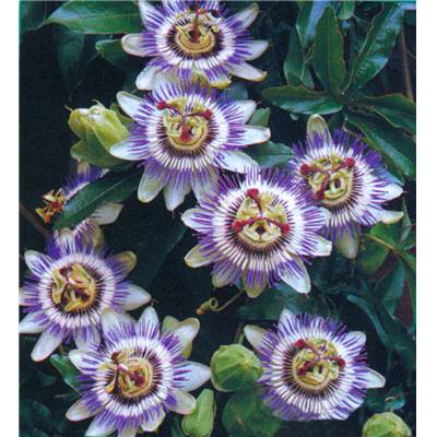 FLEURS DE LA PASSION (PASSIFLORE)
