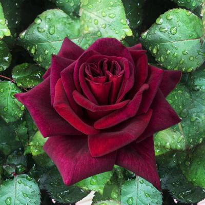 ROSIER BUISSON BLACK PERFUMELLA ® MEIZHORO - LE ROSIER