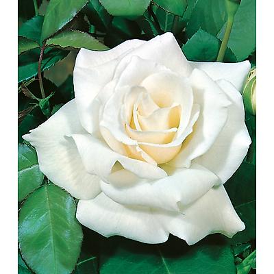 ROSIER BUISSON WHITE SYMPHONIE - LE ROSIER