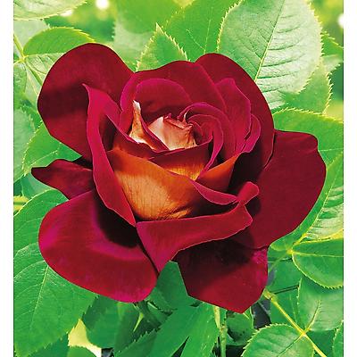 ROSIER BUISSON BOLSHOI®  MEIZUZES - LE ROSIER