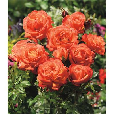 ROSIER POLYANTHA ORANGE SENSATION - LE ROSIER