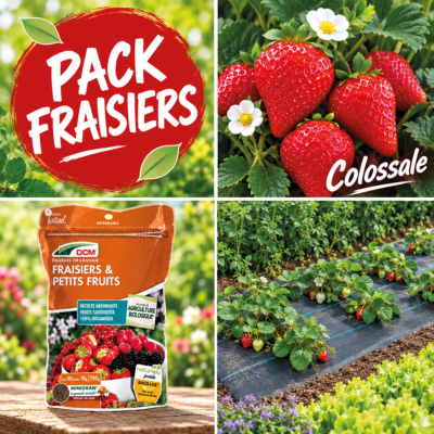 PACK FRAISIER COLOSSALE + ENGRAIS + FRESASOL