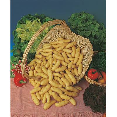 RATTE - 1,5 KG