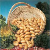 POMPADOUR - Les 25 plants