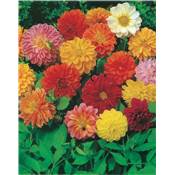 DAHLIA NAIN DOUBLE UNWIN - 0.5 G