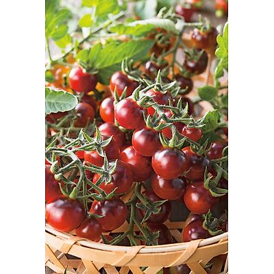 TOMATE CERISE BLACK CHERRY - 30 SEMENCES